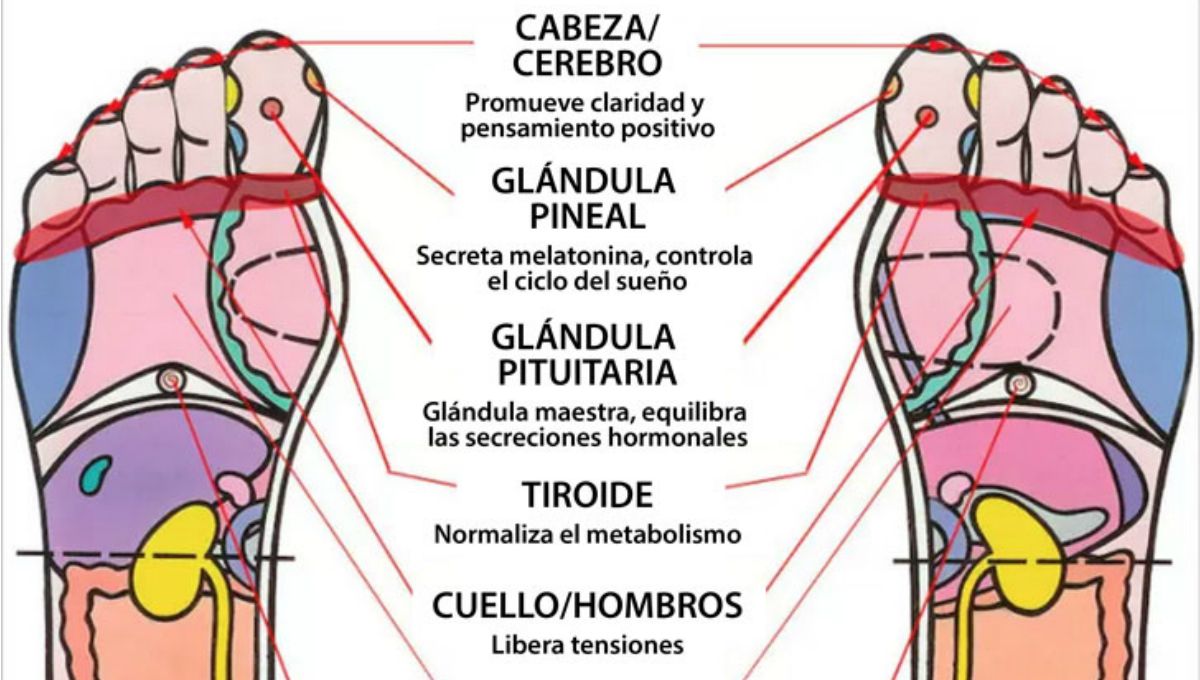Image Gallery reflexoterapia Image Gallery reflexoterapia